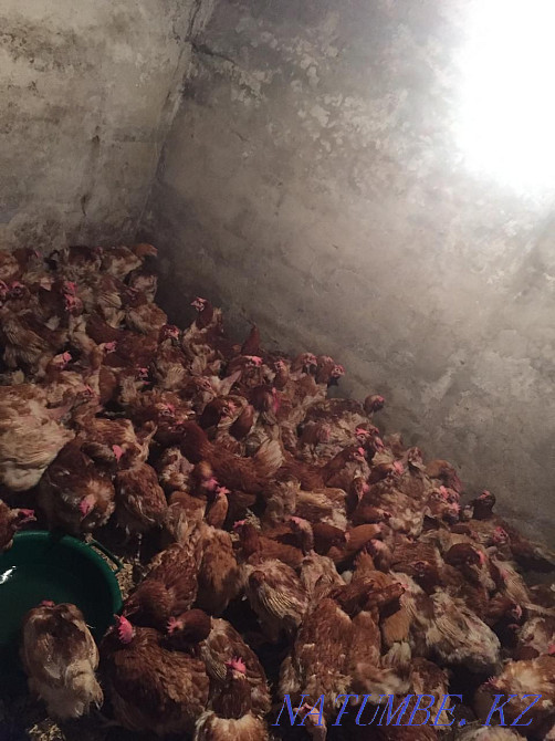 Chickens Leggorny, Loman Brown, Broilers Piglets, Ducklings, Goslings Delivery Zyryanovsk - photo 2