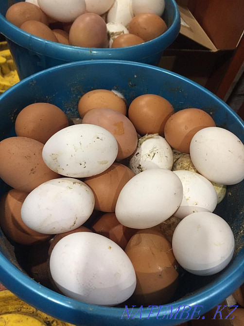 Chickens Leggorny, Loman Brown, Broilers Piglets, Ducklings, Goslings Delivery Zyryanovsk - photo 3