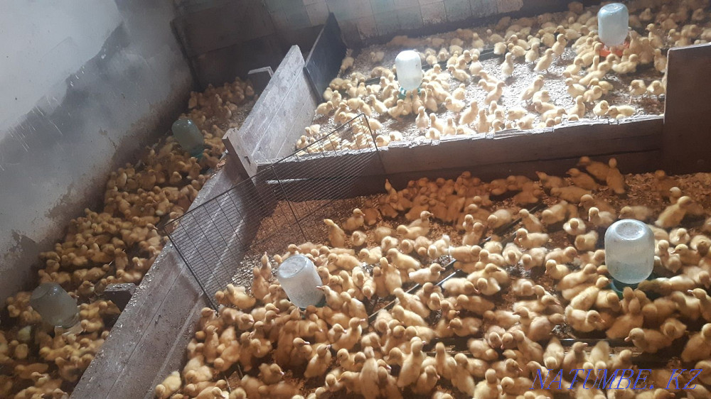 Chickens Leggorny, Loman Brown, Broilers Piglets, Ducklings, Goslings Delivery Zyryanovsk - photo 5