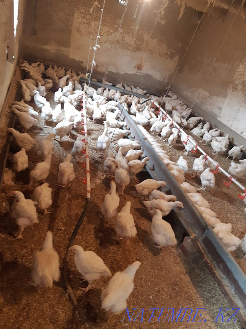 Chickens Leggorny, Loman Brown, Broilers Piglets, Ducklings, Goslings Delivery Zyryanovsk - photo 1