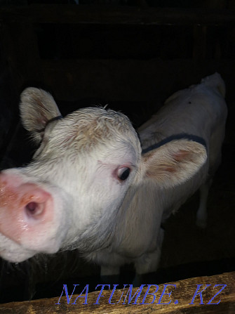 Semental calf for sale Большой чаган - photo 1