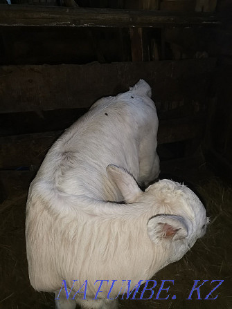 Semental calf for sale Большой чаган - photo 2