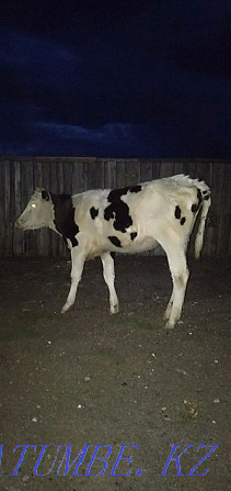 1.5 year old calf for sale Kokshetau - photo 1