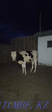 1.5 year old calf for sale Kokshetau - photo 3