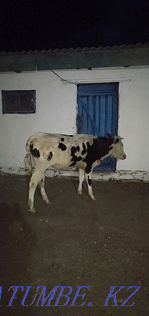 1.5 year old calf for sale Kokshetau - photo 2