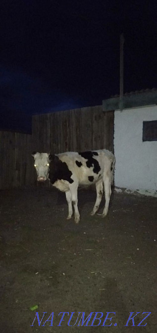 1,5 жасар бұзау сатылады  Көкшетау - изображение 3