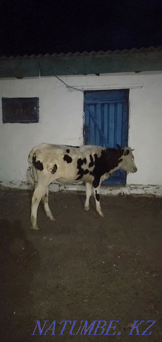 1,5 жасар бұзау сатылады  Көкшетау - изображение 2