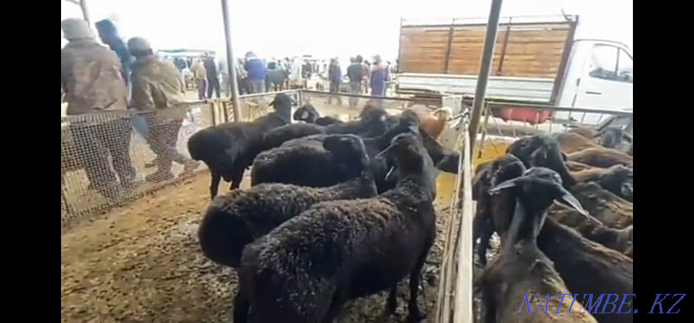 Sheep - plump Fat Sheep Нуркен - photo 1