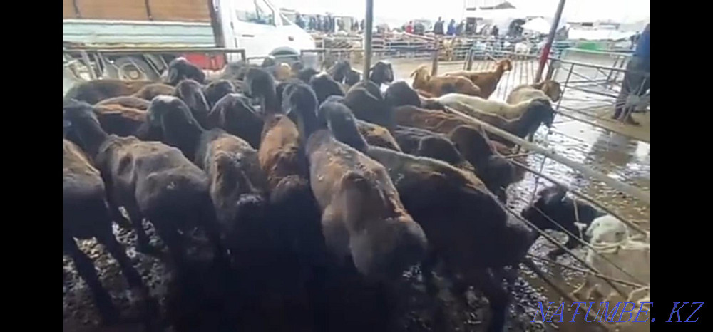 Sheep - plump Fat Sheep Нуркен - photo 3