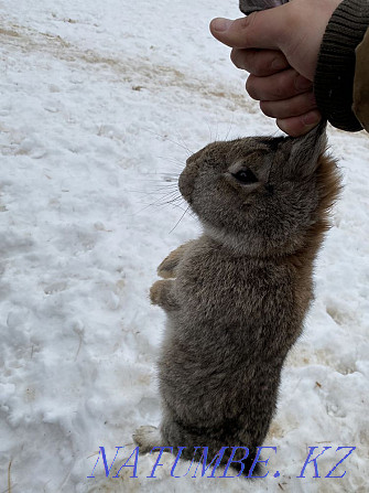 bunny for sale (boy) Большой чаган - photo 2