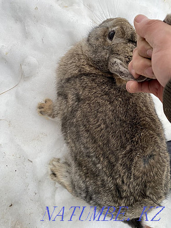 bunny for sale (boy) Большой чаган - photo 1