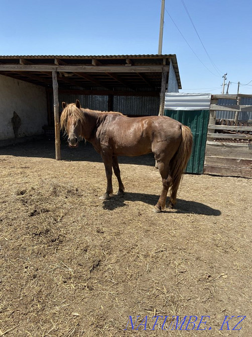 Ай?ыр сатылады срочно  - изображение 1