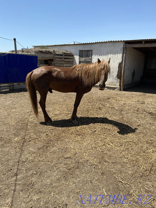 Ай?ыр сатылады срочно  - изображение 2