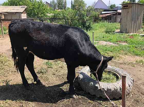 Продам молодую тёлочку Taraz