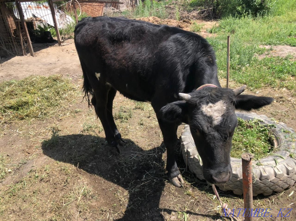 Продам молодую тёлочку Тараз - изображение 1