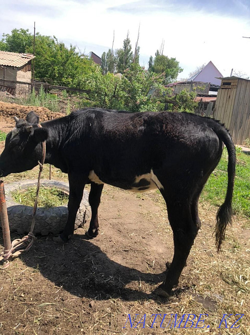 Продам молодую тёлочку Тараз - изображение 3