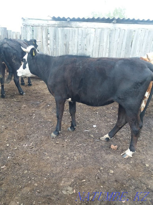 Продам. КРС. . Костанай - изображение 1