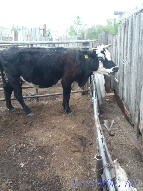Продам. КРС. . Костанай - изображение 2