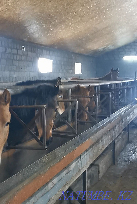 Жылқы, тай, құнан, соғым  Астана - изображение 2