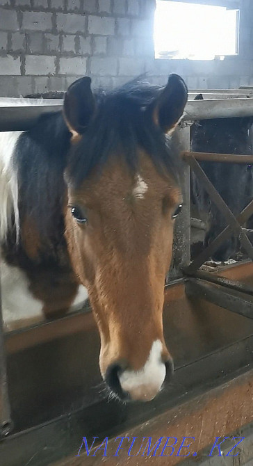Жылқы, тай, құнан, соғым  Астана - изображение 1