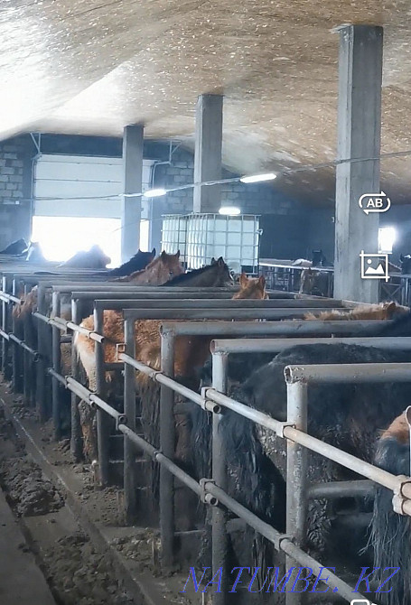 Жылқы, тай, құнан, соғым  Астана - изображение 3