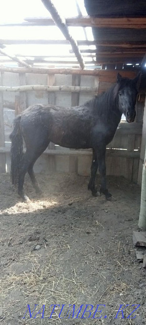 Sell baital from fattening  - photo 1