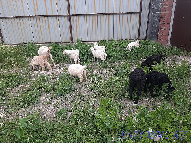 3 lambs 6 goats 1 goat Отеген батыра - photo 3