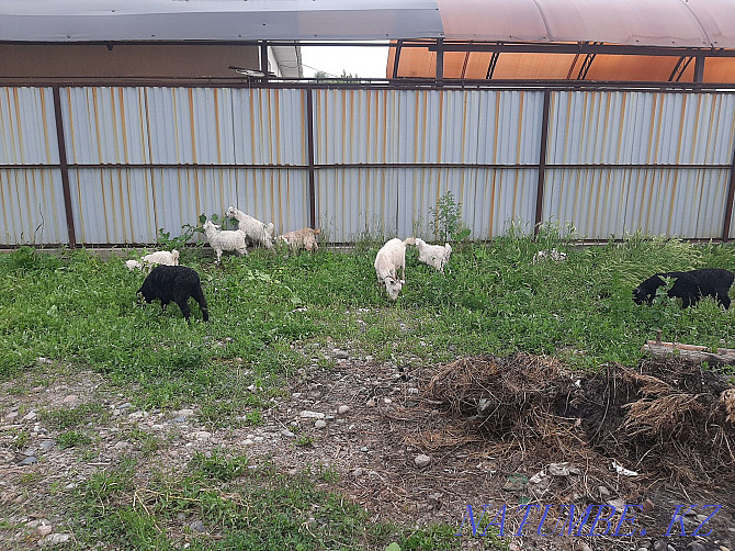 3 lambs 6 goats 1 goat Отеген батыра - photo 1