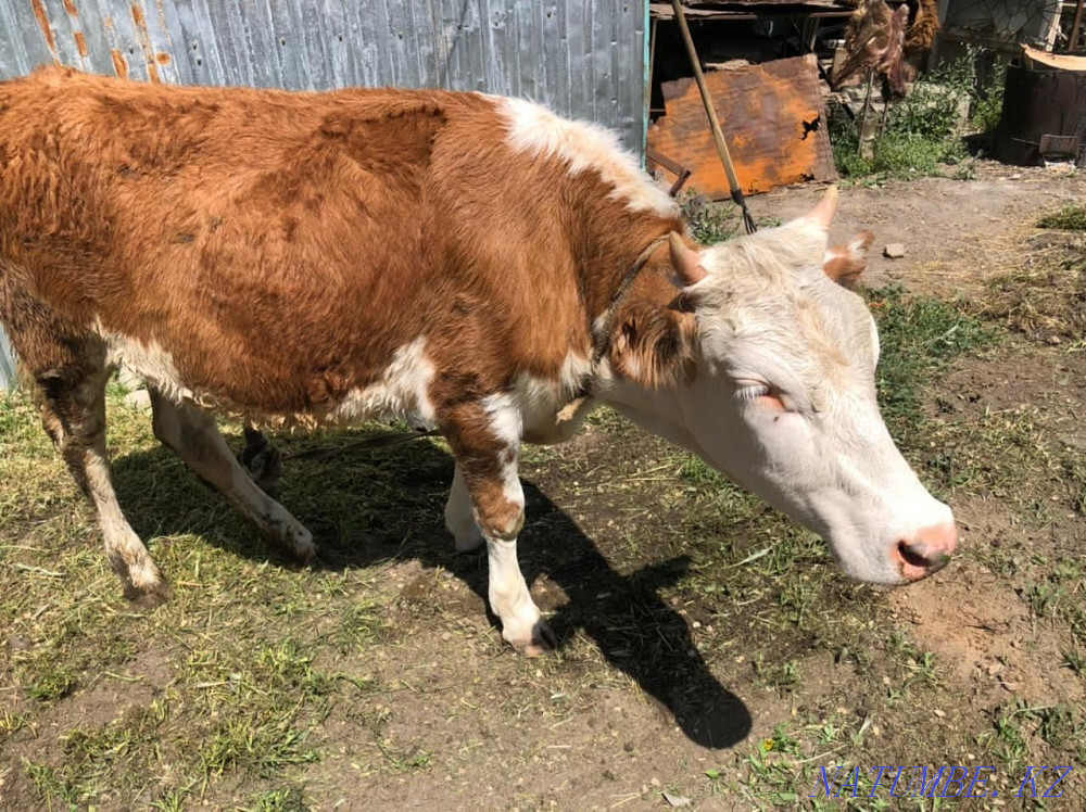 Продам тёлку молодую Тараз - изображение 3