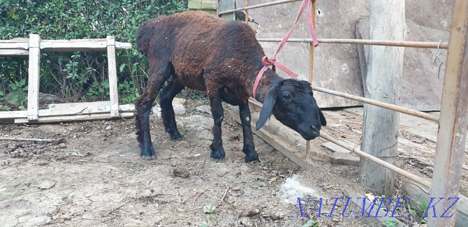 Sheep for sale - ozy satylady Shymkent - photo 3