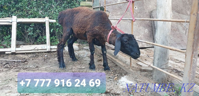 Sheep for sale - ozy satylady Shymkent - photo 1