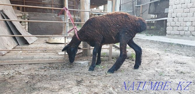 Sheep for sale - ozy satylady Shymkent - photo 4