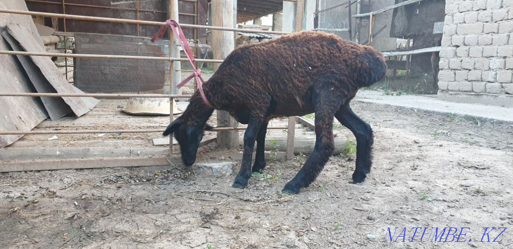 Қой сатылады - озы сатылады Шымкент - изображение 4