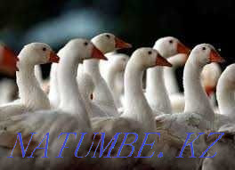 goslings for sale Balqash - photo 3