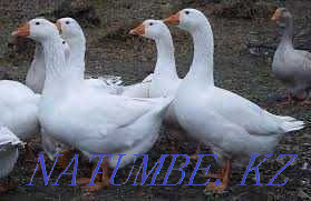 goslings for sale Balqash - photo 2