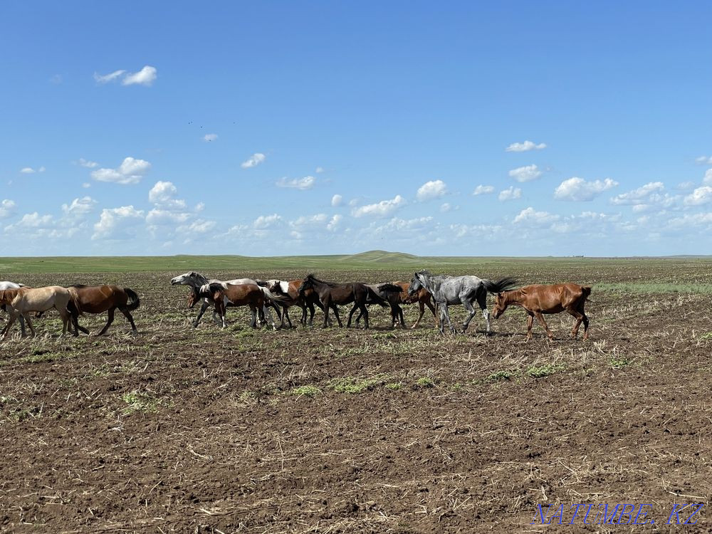 Мен жылқы сатамын  Ақтөбе  - изображение 3