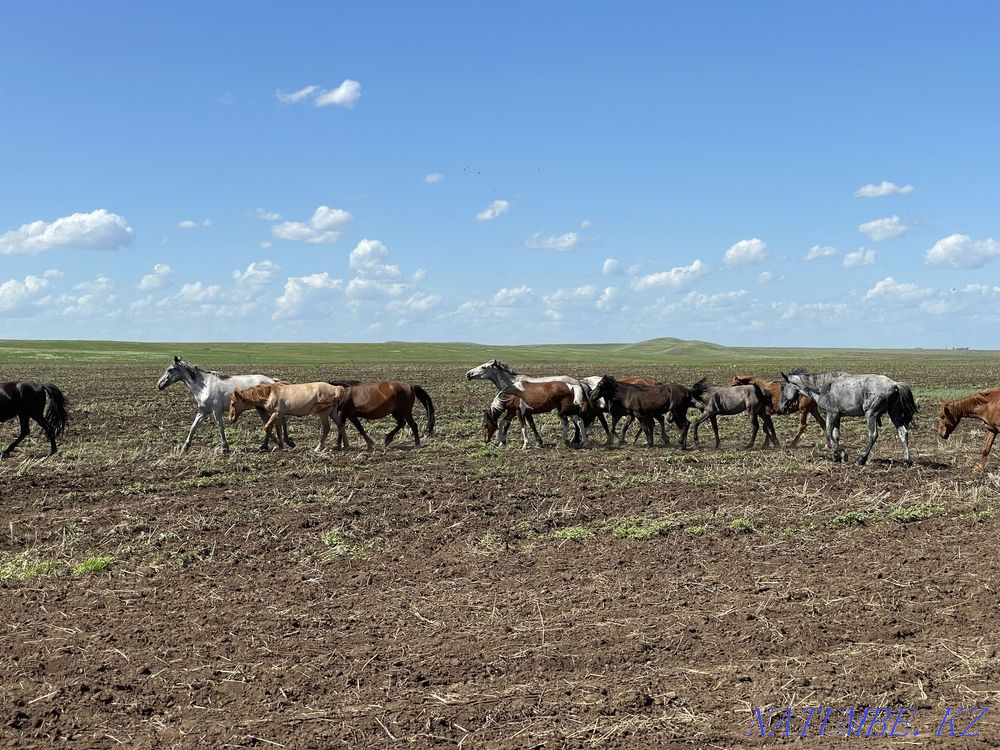 Мен жылқы сатамын  Ақтөбе  - изображение 4