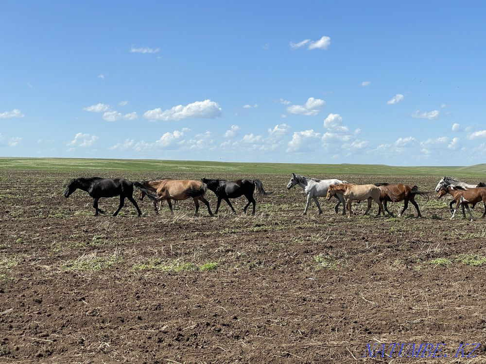 Мен жылқы сатамын  Ақтөбе  - изображение 1