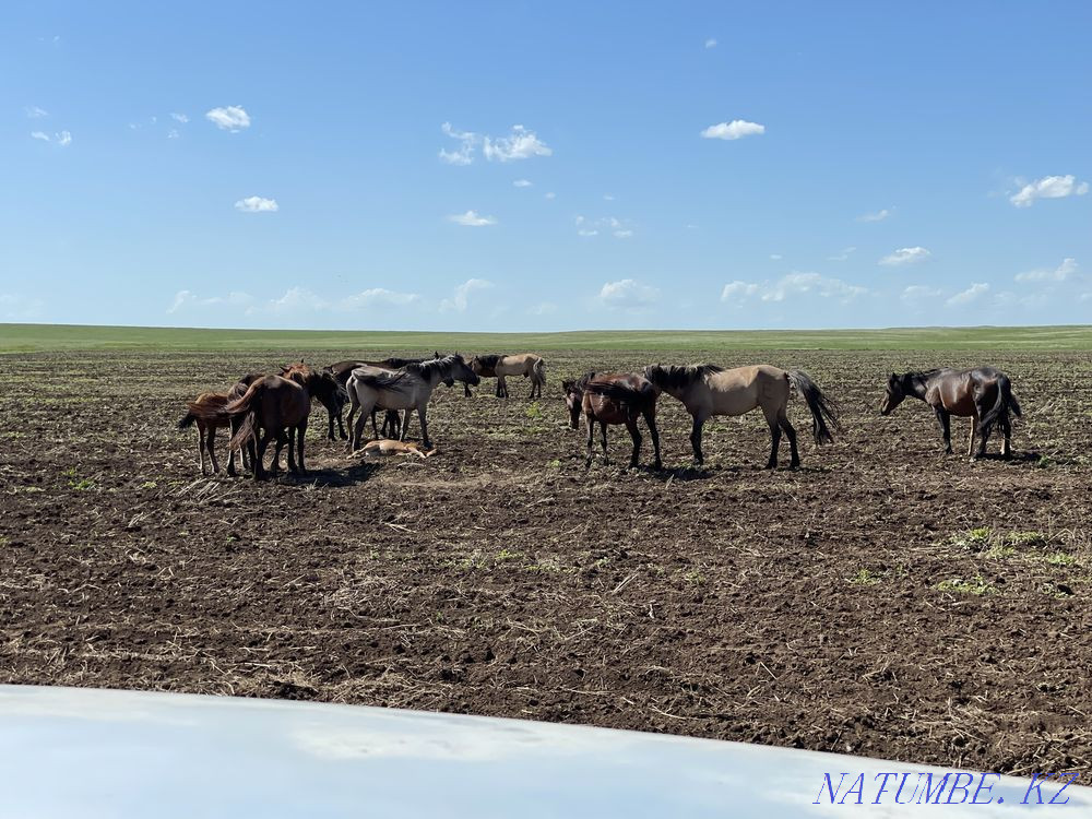 Мен жылқы сатамын  Ақтөбе  - изображение 2