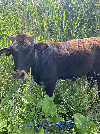 Bukash Satylady Calves 1 year  - photo 5