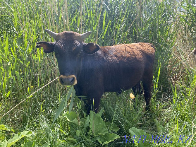 Bukash Satylady Calves 1 year  - photo 1