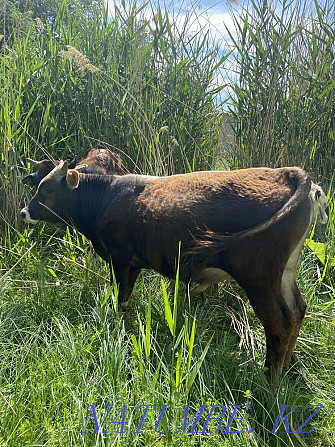 Bukash Satylady Calves 1 year  - photo 6