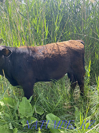 Bukash Satylady Calves 1 year  - photo 4