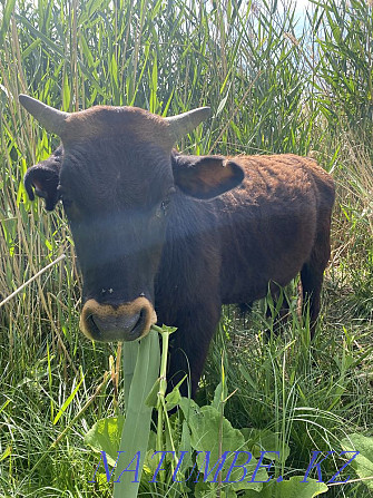 Bukash Satylady Calves 1 year  - photo 3