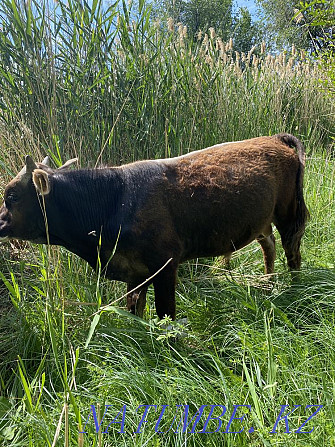 Bukash Satylady Calves 1 year  - photo 7