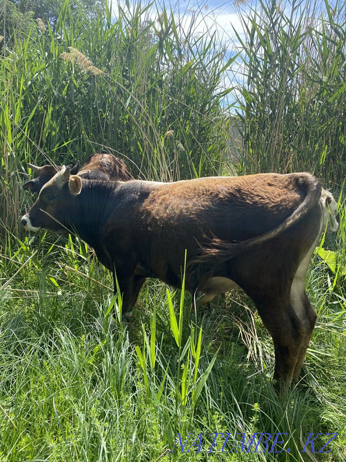 Букаша Сатылады Телята 1 год  - изображение 6