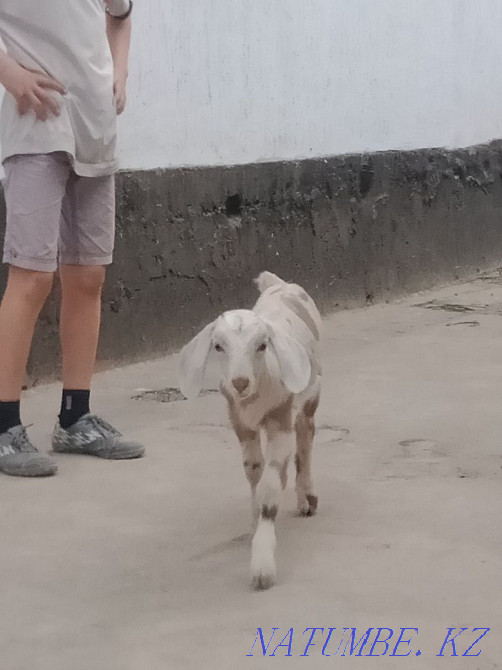 Нуби теке ла? 2 айлы? Сарыагаш - изображение 7