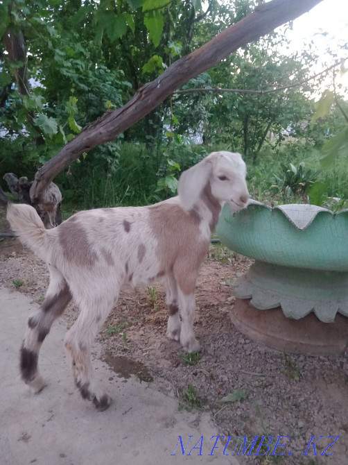 Нуби теке ла? 2 айлы? Сарыагаш - изображение 2