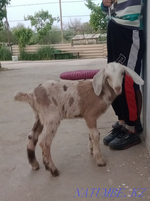 Нуби теке ла? 2 айлы? Сарыагаш - изображение 6