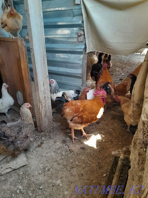 Тауыктар сатылады Актау - изображение 7